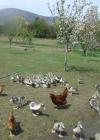 Ferme auberge de Corsas