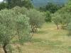 Domaine de la Garrigue Tavernes Var 