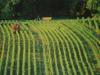 L'Airial des landes girondines