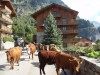 Chalets du Bouquetin