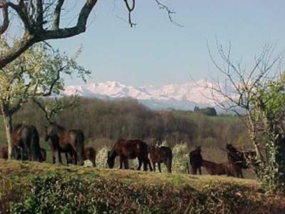 haras picard du sant